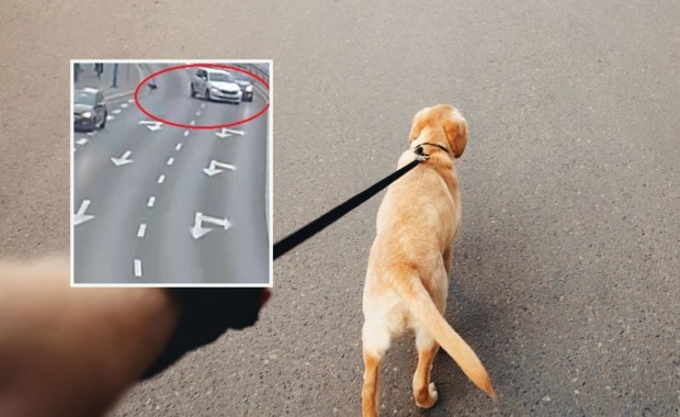 Ten film musi zobaczyć każdy właściciel psa. Chwila nieuwagi mogła skończyć się dramatem