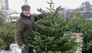 Ten gatunek choinki bije inne na głowę. Postoi do Trzech Króli bez gubienia igieł 