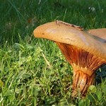 Ten grzyb był kiedyś warunkowo jadalny. Dziś wiadomo, że jest trujący