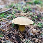 Ten grzyb często trafia do koszyków. Mało kto wie, że może być skażony