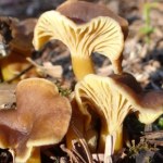 Ten grzyb jest często omijany przez grzybiarzy. Najlepszy do risotto