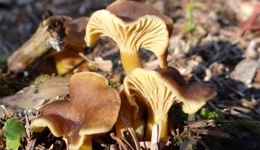 Ten grzyb jest często omijany przez grzybiarzy. Najlepszy do risotto