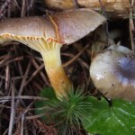 Ten grzyb jest jeszcze lepszy od maślaka. Teraz możesz go znaleźć w lasach