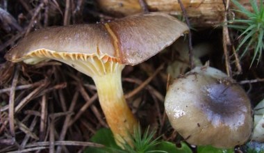 Ten grzyb jest jeszcze lepszy od maślaka. Teraz możesz go znaleźć w lasach