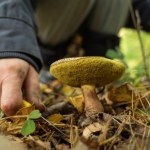 podgrzybki Ten grzyb jest równie smaczny, co prawdziwek. Właśnie zaczyna się sezon