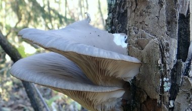 Ten grzyb pojawia się już w marcu. Smakuje lepiej niż prawdziwki
