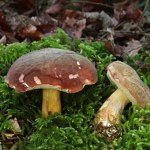 Ten grzyb pojawia się po pierwszych przymrozkach. Gdzie rośnie?