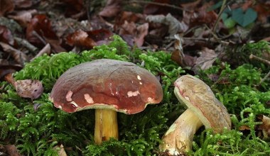 Ten grzyb pojawia się po pierwszych przymrozkach. Gdzie rośnie?