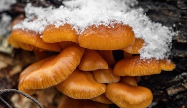 Ten grzyb rośnie zimą i jest jadalny. Polacy zupełnie o nim zapomnieli
