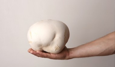 Ten grzyb to gigant. Największy, który rośnie w Polsce