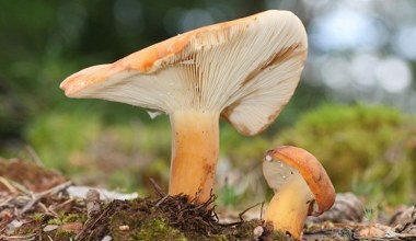 Ten grzyb to skarb polskich lasów. Uważany za jeden z najsmaczniejszych