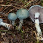 Ten grzyb wygląda jak z komiksu, a rośnie w Polsce. Tu można go znaleźć