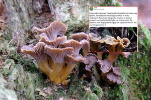 Ten grzyb zwraca w lesie uwagę. Ale grzybiarze go omijają. To błąd
