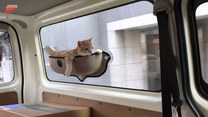 Ten kot lubi podróżować w dobrym stylu