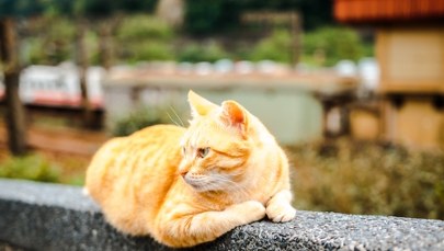 Ten kot nie chciał opuścić grobu swojego pana. Historia Garfielda wzrusza do łez