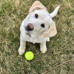 Ten kraj wprowadza obowiązkowe kursy dla przyszłych właścicieli psów