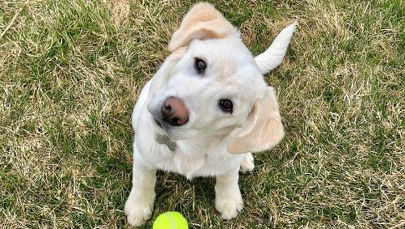 Ten kraj wprowadza obowiązkowe kursy dla przyszłych właścicieli psów