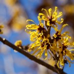 Ten krzew kwitnie zimą. Wprowadzi kolor do twojego ogrodu