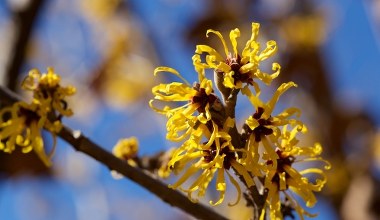 Ten krzew kwitnie zimą. Wprowadzi kolor do twojego ogrodu