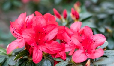 Ten krzew posadź zamiast r&oacute;ży. Nawet w środku zimy wygląda bajecznie