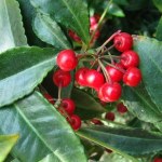 rośliny bożonarodzeniowe Ten krzew to hit na Boże Narodzenie. Wygląda jak z baśni