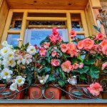 kwiaty na balkon Ten kwiat pasuje do twojego znaku zodiaku. Masz go już na balkonie?