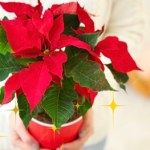 gwiazda betlejemska kwiat Ten kwiat to świąteczny must-have! Zobacz, gdzie kupisz go najtaniej