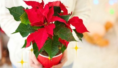 Ten kwiat to świąteczny must-have! Zobacz, gdzie kupisz go najtaniej