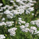 Ten kwiat wysiej w styczniu. Pszczoły ucieszą się na wiosnę