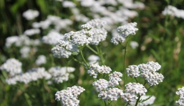 Ten kwiat wysiej w styczniu. Pszczoły ucieszą się na wiosnę