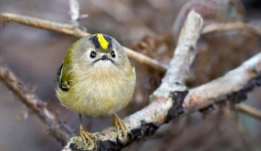 Ten maluch waży tylko kilka gramów. Spędza zimę w Polsce