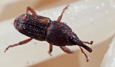 Ten mały owad może zniszczyć całą kuchnię. Jeśli zobaczysz, działaj