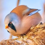 Ten mały puszysty "pączek" zimuje nad jeziorami. Ma nietypową umiejętność