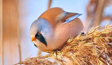 Ten mały puszysty "pączek" zimuje nad jeziorami. Ma nietypową umiejętność