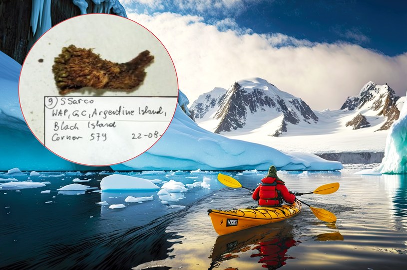 Ten mech przetrwał na Antarktydzie co najmniej dwa miliony lat. /123RF/PICSEL