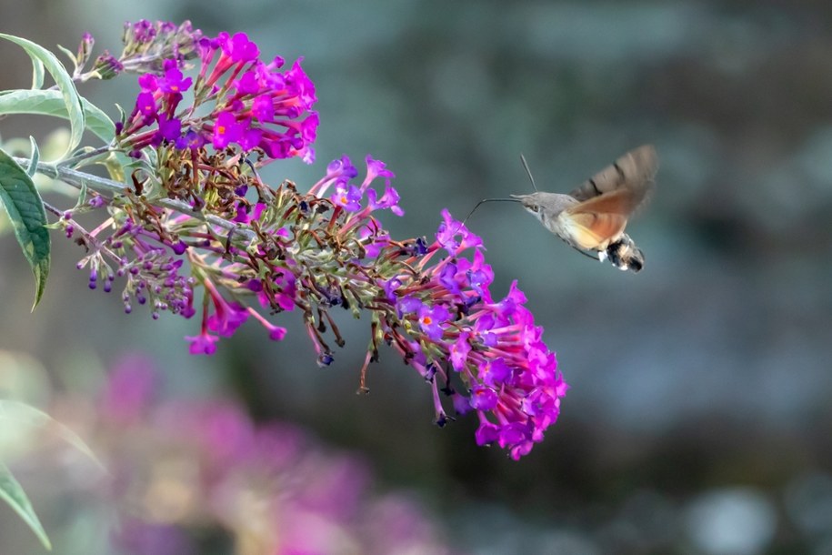 Ten motyl przypomina kolibra – czy widziałeś go już w swoim ogrodzie? /Shutterstock