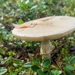 Ten muchomor klonuje się na potęgę i jest inwazyjny. Rośnie w Polsce 
