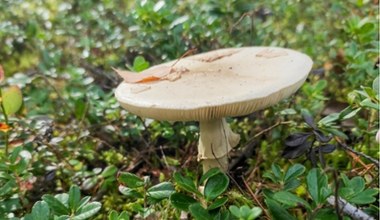 Ten muchomor klonuje się na potęgę i jest inwazyjny. Rośnie w Polsce 