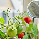 Ten napar ochroni pomidory przed szkodnikami. Podlewaj regularnie, by mieć zdrowe owoce