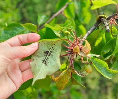 Ten naturalny oprysk skutecznie zwalczy mszyce. Będą uciekały w popłochu
