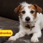 Ten niepozorny produkt z Biedronki rozwiązuje największy problem właścicieli zwierząt!