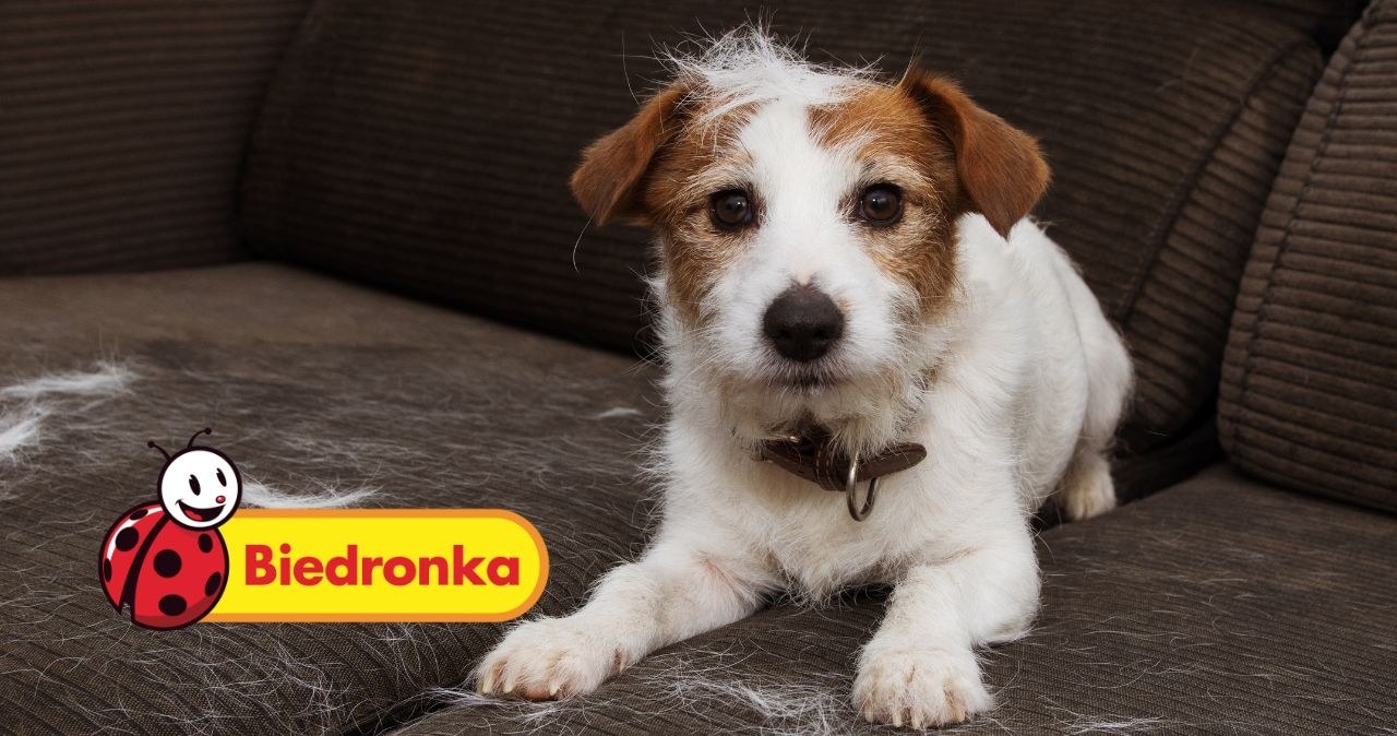 Ten niepozorny produkt z Biedronki rozwiązuje największy problem właścicieli zwierząt! /adobestock /INTERIA.PL