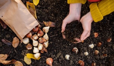 ​Ten odpad z kuchni ratuje moje tulipany. Rabata wygląda jak z katalogu