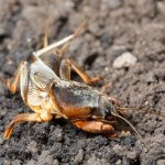 Ten ogromny owad wcale nie zasnął na zimę. Nadal może zniszczyć cały ogród