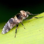 ugryzienie Ten owad jest gorszy od komara. Najpierw ugryzienie, potem opuchlizna