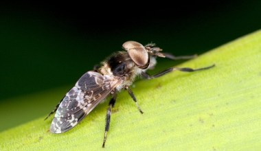Ten owad jest gorszy od komara. Najpierw ugryzienie, potem opuchlizna