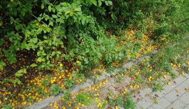 Ten owoc był kiedyś u nas uwielbiany. Dziś gnije pod nogami