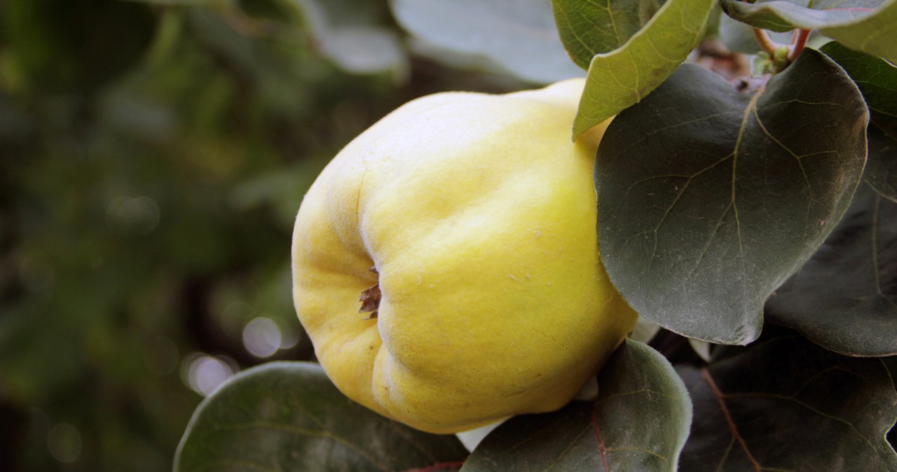 Ten owoc daje wiele możliwości /safakoguz /123RF/PICSEL