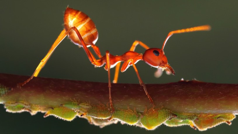Ten pasożyt gwarantuje mrówkom „wieczną młodość”. A jak z ludźmi? /Geekweek