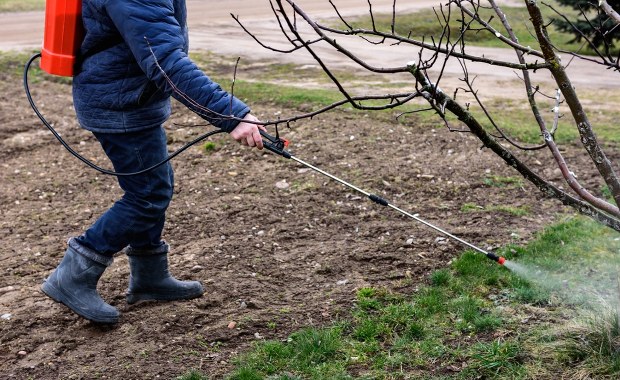 Ten pestycyd może szkodzić mózgom dzieci